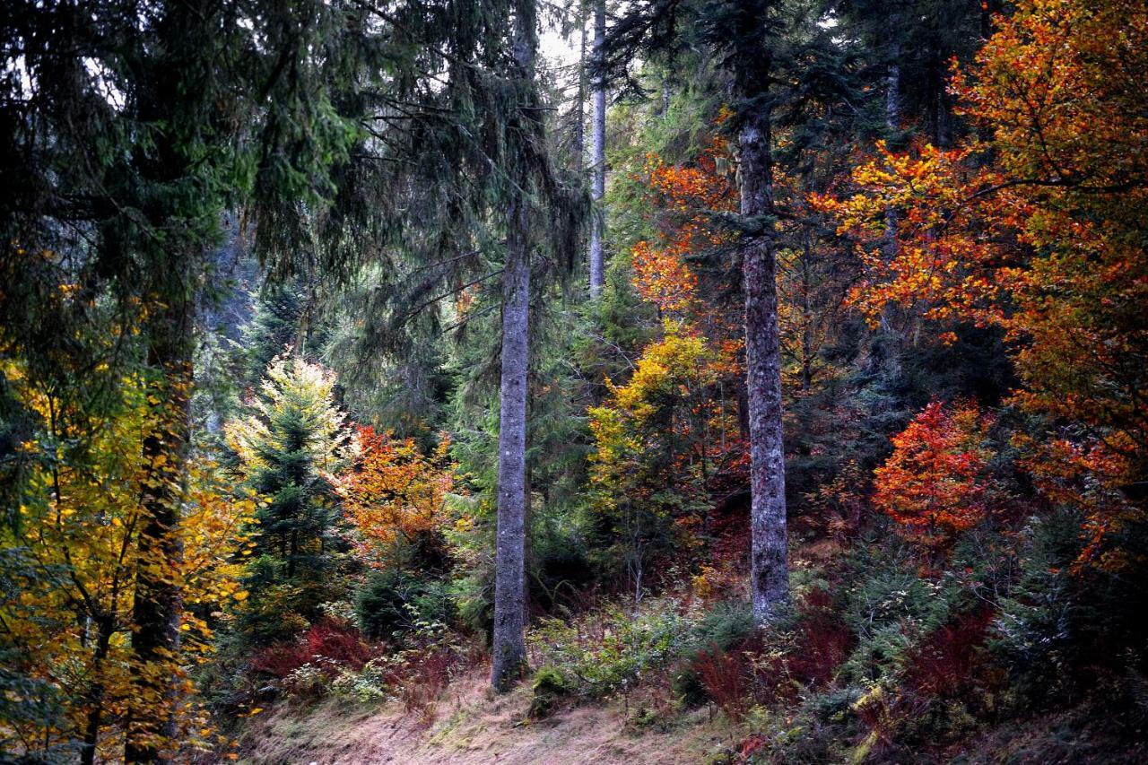 C3 Albmatte-Fewo Sauna, Hallenbad Aussenbecken Massagen Nebenan St. Blasien Exteriér fotografie