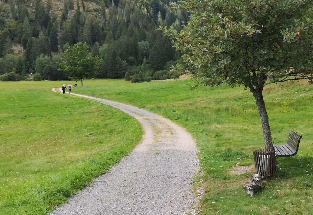 C3 Albmatte-Fewo Sauna, Hallenbad Aussenbecken Massagen Nebenan St. Blasien Exteriér fotografie